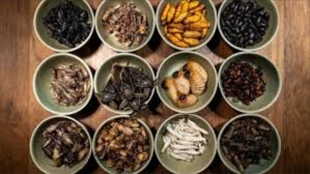  Los insectos cada vez ganan más espacio en las dietas de varias culturas alrededor del mundo debido a su gran cantidad de proteínas